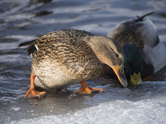 冬天在湖边的鸭子水坑绿色水禽棕色池塘荒野野生动物季节性羽毛公园图片