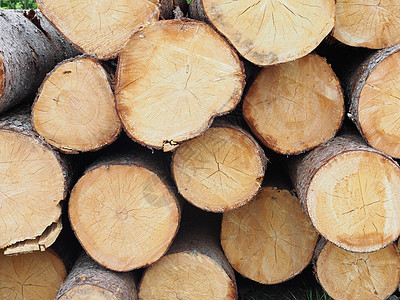 路上的木头日志贮存破坏树干木桩木材记录森林营林针叶图片