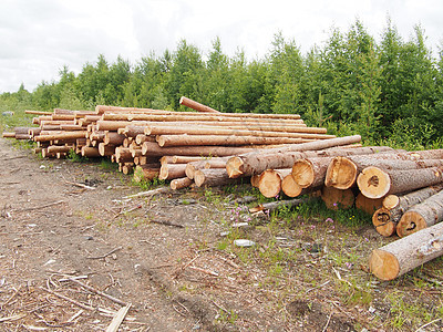路上的木头木桩柴堆林业树桩环境记录生态破坏贮存树干图片