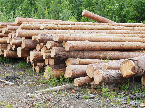 路上的木头针叶卡车营林环境破坏松树树干资源林地森林图片