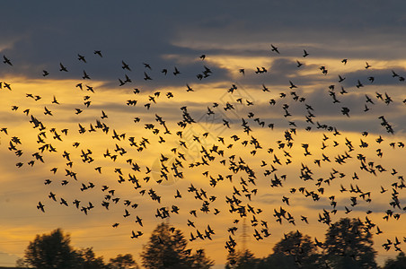 星环日落鸟类天空风景航班出港季节橙子自由羽毛图片