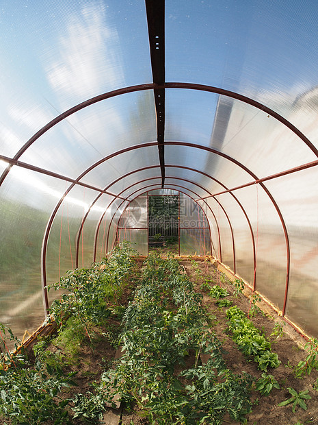 温室气体内部蔬菜文化温室玻璃塑料植物商业苗圃培育食物图片