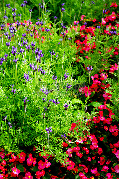 可爱的小花朵花园热带紫罗兰花花卉装饰紫花绿色红花粉色图片