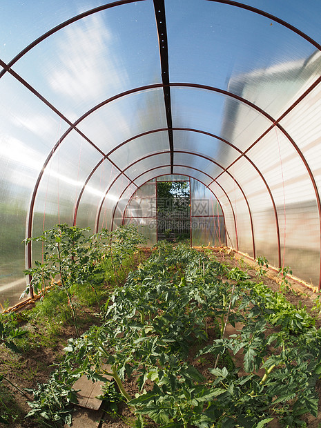 温室气体内部绿色植物商业食物生长农场栽培塑料花园玻璃辣椒图片