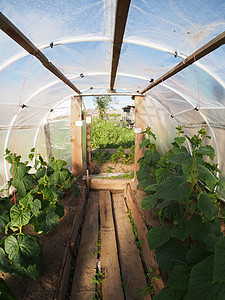 温室气体内部叶子商业效应文化温室蔬菜培育玻璃农场塑料图片