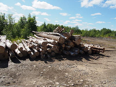 路上的木头木桩柴堆森林树干卡车营林记录针叶林业日志图片