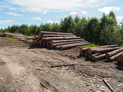 路上的木头贮存木桩卡车柴堆针叶资源树干松树林业生态图片