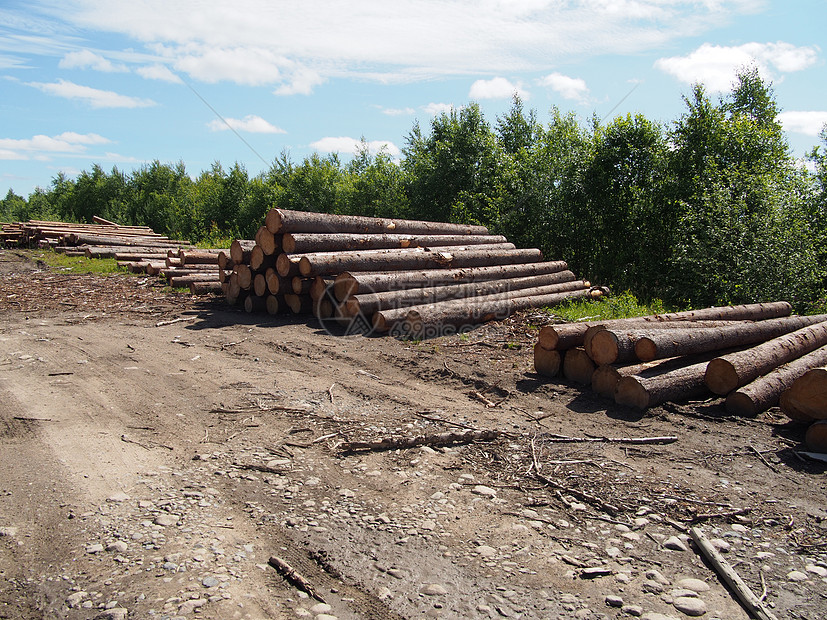 路上的木头贮存木桩卡车柴堆针叶资源树干松树林业生态图片