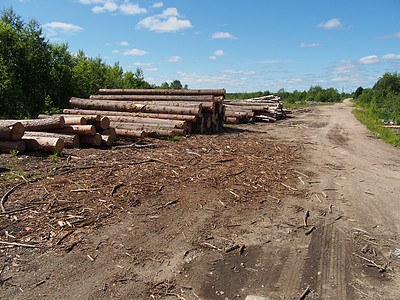 路上的木头记录生态贮存木桩针叶破坏柴堆树桩卡车日志图片