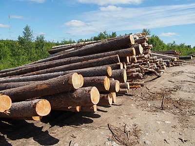 路上的木头松树贮存卡车木材环境树干木桩记录生态森林图片