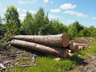路上的木头柴堆破坏生态资源松树环境林地卡车贮存记录图片