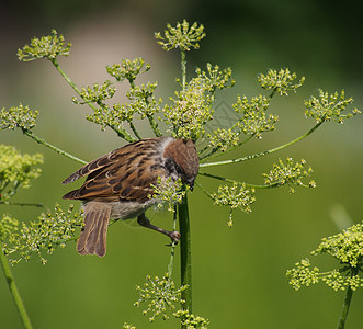 麻雀小鸟花园尾巴生活休息翅膀阳光棕色羽毛荒野图片