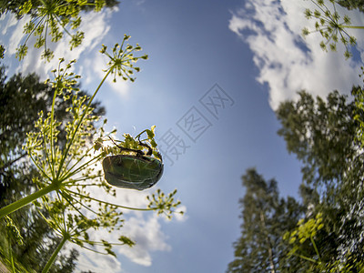 花上染色甲虫昆虫鞘翅目龟子粉色天线昆虫学紫檀花粉红色宏观图片