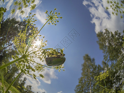 花上染色甲虫鞘翅目龟子红色花粉天线玫瑰金紫檀昆虫学昆虫宏观图片