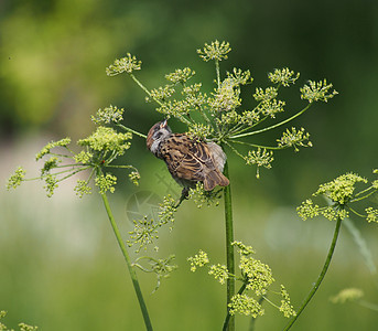 麻雀阳光尾巴翅膀野生动物羽毛小鸟花园棕色荒野休息图片
