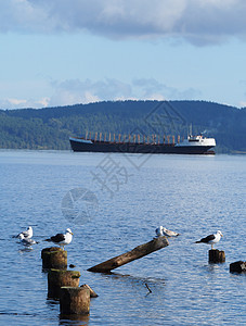 湖上的船只 堆积物和海鸥芦苇公园游泳天空日落反射场景鸭子石头季节图片