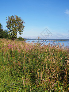 以湖边的树木盟誓天气蓝色风景假期天空地平线场地森林爬坡阳光图片