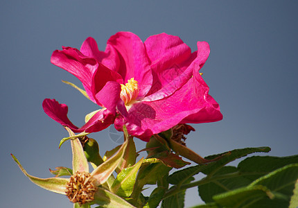 狗玫瑰罗萨卡尼娜花朵花瓣植物学粉色叶子绿色花园季节植物图片