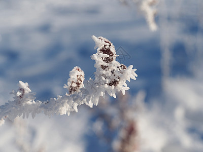 积雪中的巴莓树枝多刺天空枝条白色植物蓝色图片
