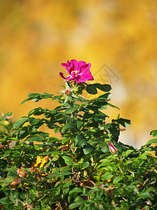 狗玫瑰罗萨卡尼娜花朵叶子植物绿色花园植物学粉色季节花瓣图片