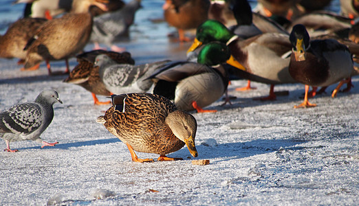 冬天湖边的鸟儿衬套海鸥阳光红色绿色鸽子叶子反射黄色鸭子图片