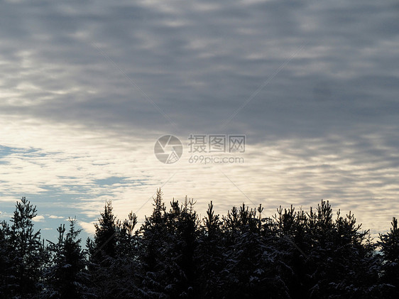 天空和树的顶层森林天篷植物红色风景金子蓝色松树季节树干图片