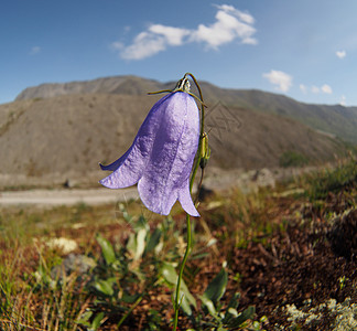 贝尔花花山自然景观山花远足山顶蓝铃旅游雪山自然登山植物图片