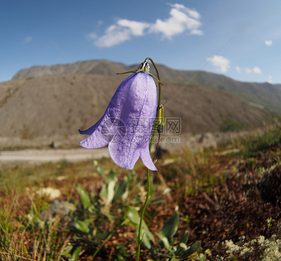 贝尔花花山自然景观山花远足山顶蓝铃旅游雪山自然登山植物图片