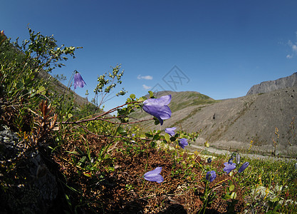 贝尔花花山山顶自然自然景观远足蓝色钟声山花雪山首脑登山图片