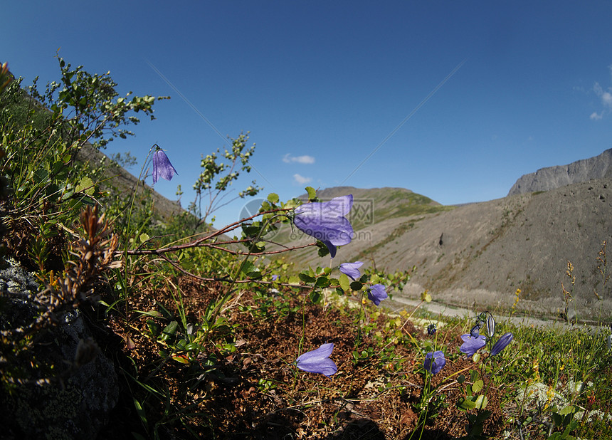 贝尔花花山山顶自然自然景观远足蓝色钟声山花雪山首脑登山图片