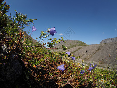 贝尔花花山旅行花朵远足天空首脑自然景观蓝铃登山自然顶峰图片