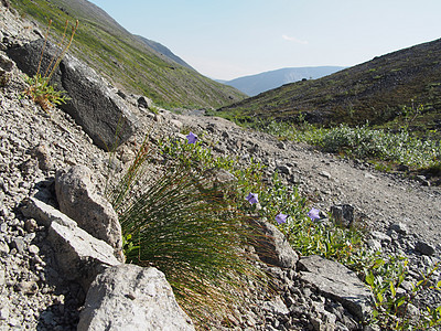 贝尔花花山山花自然景观首脑天空山顶钟声旅游自然蓝铃登山图片