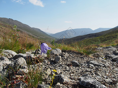 山中的花朵花田旅行树木荒野国家场地森林远足劳苦岩石图片