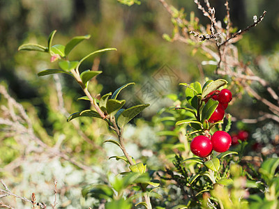 红莓叶子宏观果汁水果农业农场植物食物浆果森林图片