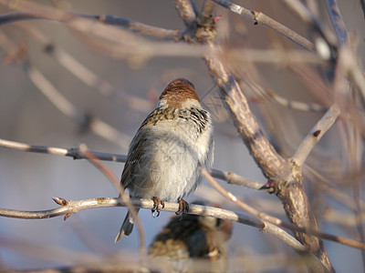 住家麻雀羽毛公园森林种子野生动物观鸟账单房子国家生活图片