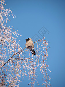 冬天在树枝上的乌鸦 日落树木沉思荒野地形黑色羽毛灰色季节场景天空图片