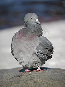 冬日一只行走鸽子的肖像灰色白色美丽季节羽毛石头鸟类野生动物荒野图片