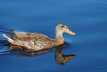 鸭子游泳水禽季节性羽毛荒野绿色池塘伙伴野生动物水坑图片