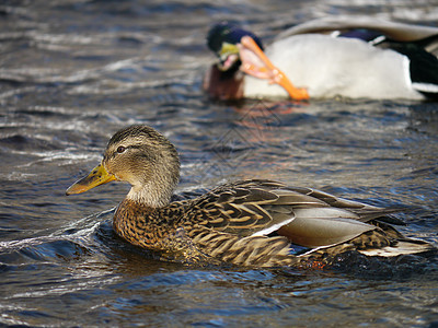冬天在河上蹲鸭子野生动物淡水翅膀季节性池塘女性荒野羽毛白色冻结图片