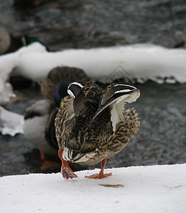冬天在河上鸭子白色荒野淡水季节性摄影绿色女性羽毛冻结池塘图片