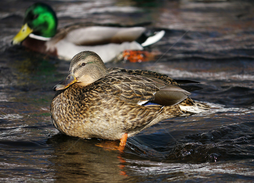 冬天在河上蹲鸭子冻结荒野绿色女性白色池塘淡水翅膀羽毛野生动物图片
