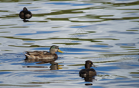 鸭子野生动物羽毛棕色反射水坑季节性水禽公园绿色荒野图片