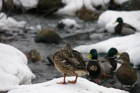 冬天在河上鸭子白色摄影绿色荒野翅膀野生动物羽毛冻结季节性女性图片