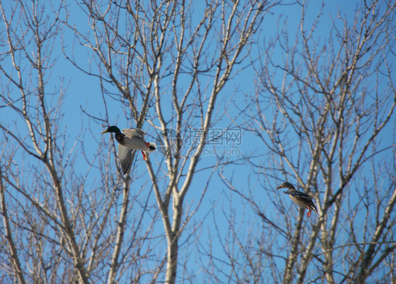 在飞行中鸭鸭白鹭白色翅膀鸭子嘎嘎沼泽羽毛捕食者公园湖畔图片
