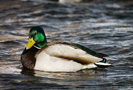 冬天在河上蹲鸭子荒野翅膀羽毛季节性野生动物绿色池塘淡水女性摄影图片