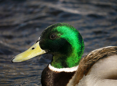 冬天在河上蹲鸭子羽毛翅膀白色冻结野生动物荒野池塘绿色淡水女性图片