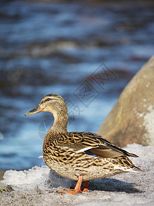冬天在河上蹲鸭子野生动物羽毛翅膀冻结季节性女性绿色池塘摄影淡水图片