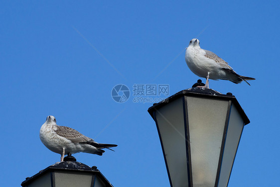 灯笼上两只海鸥照明蓝色鸟类街灯城市灯柱路灯邮政天空力量图片