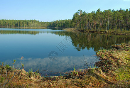 美丽的湖泊季节正方形海岸桦木天空蓝色阳光植物群海岸线石头图片