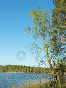 美丽的湖泊海岸线季节岩石海岸蓝色天空支撑森林桦木石头图片